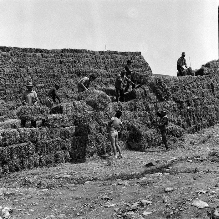 minerva_Agrar_c1_c3r1_052