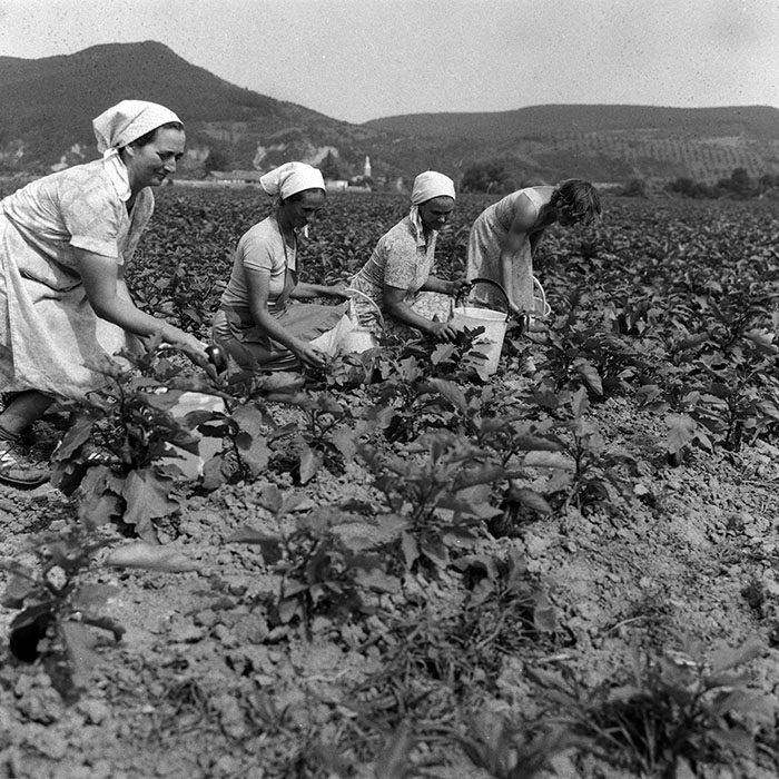 minerva_Agrar_c1_c3r2_002