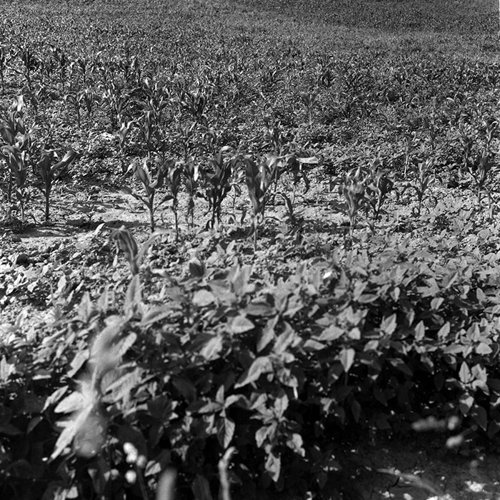 minerva_Agrar_c1_c3r3_006