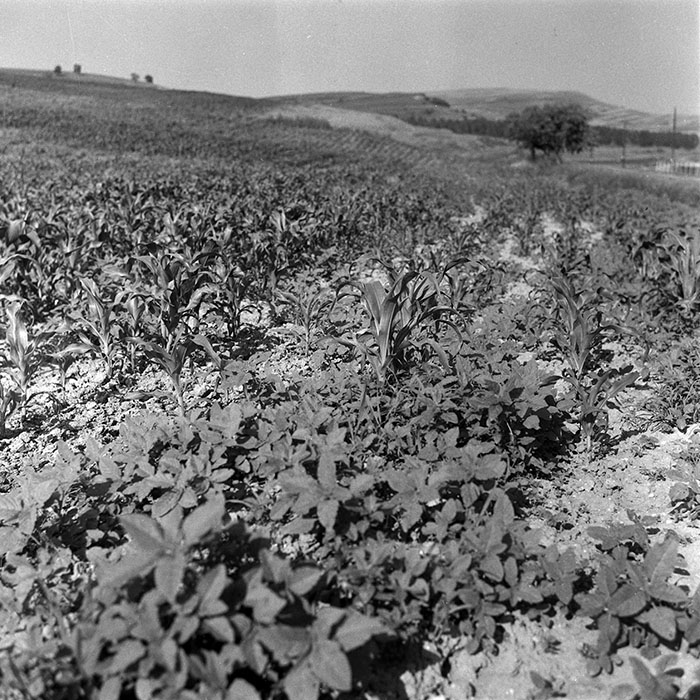 minerva_Agrar_c1_c3r3_007