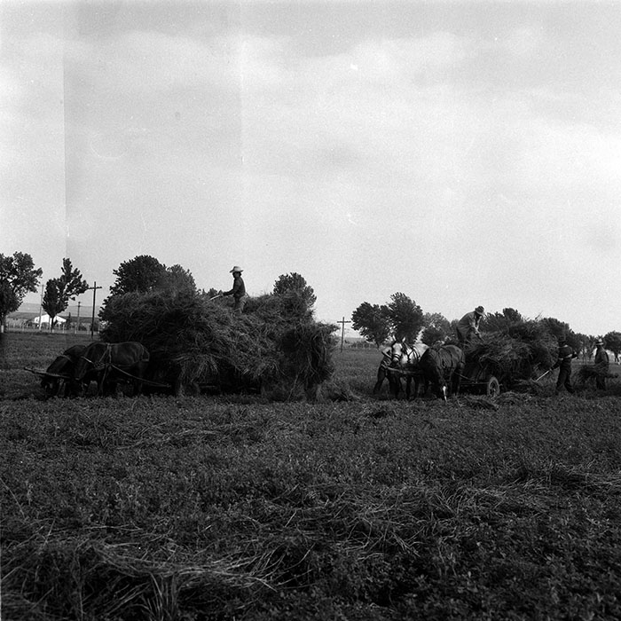 minerva_Agrar_c1_c3r3_015