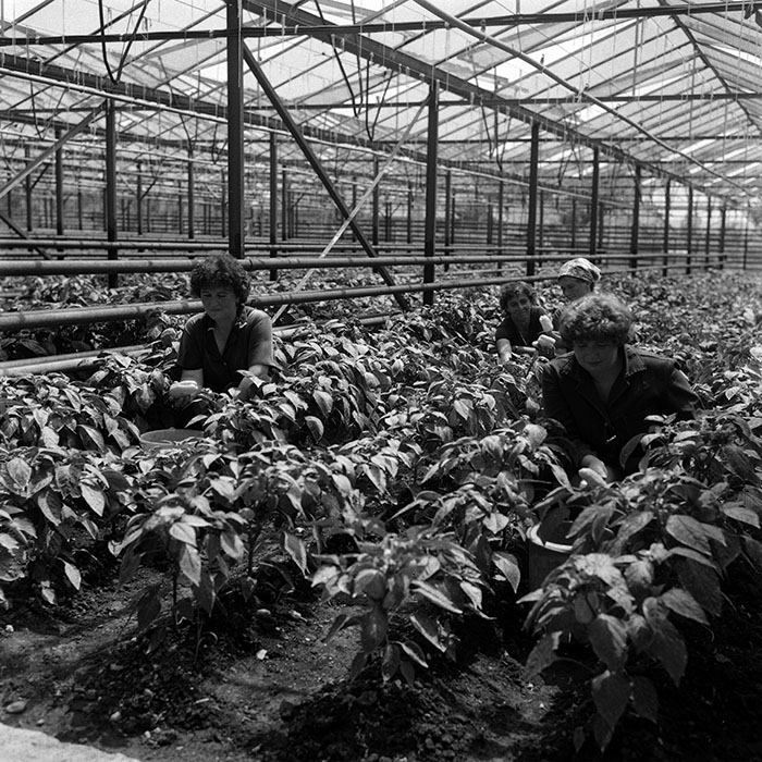 minerva_Agrar_c1_c3r4_009