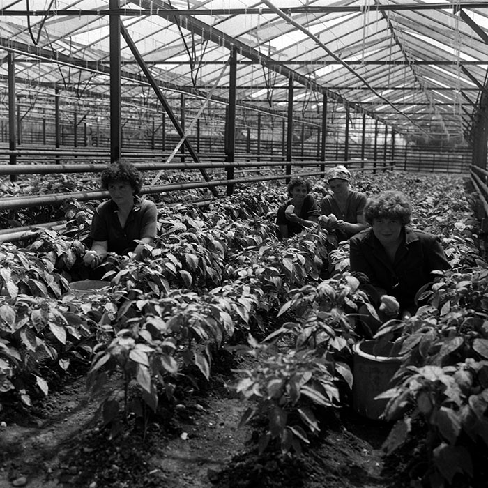 minerva_Agrar_c1_c3r4_010