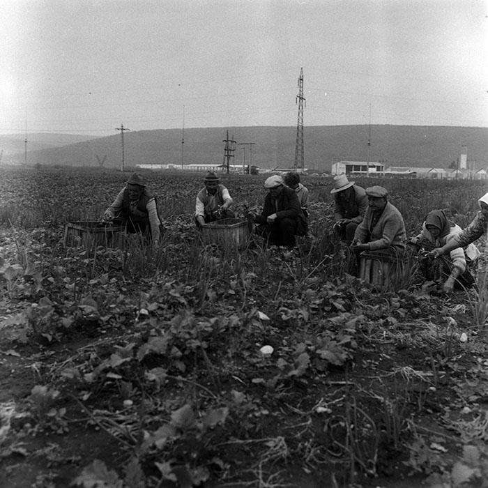 minerva_Agrar_c1_c3r5_002