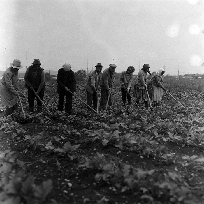 minerva_Agrar_c1_c3r5_004