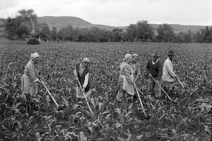 minerva_Agrar_c1_c3r5_013