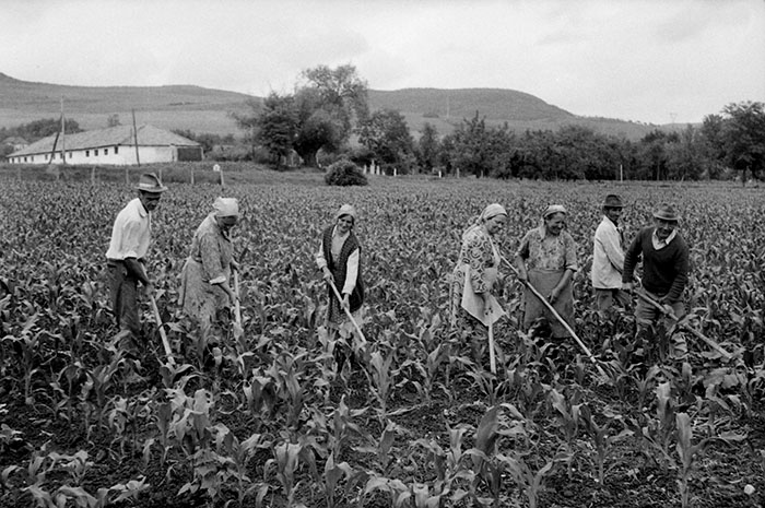 minerva_Agrar_c1_c3r5_014