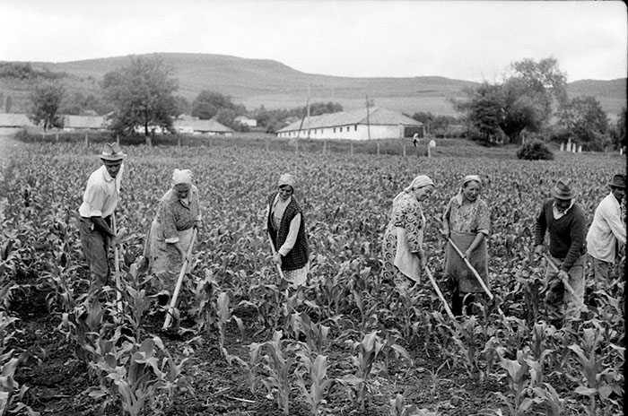 minerva_Agrar_c1_c3r5_015