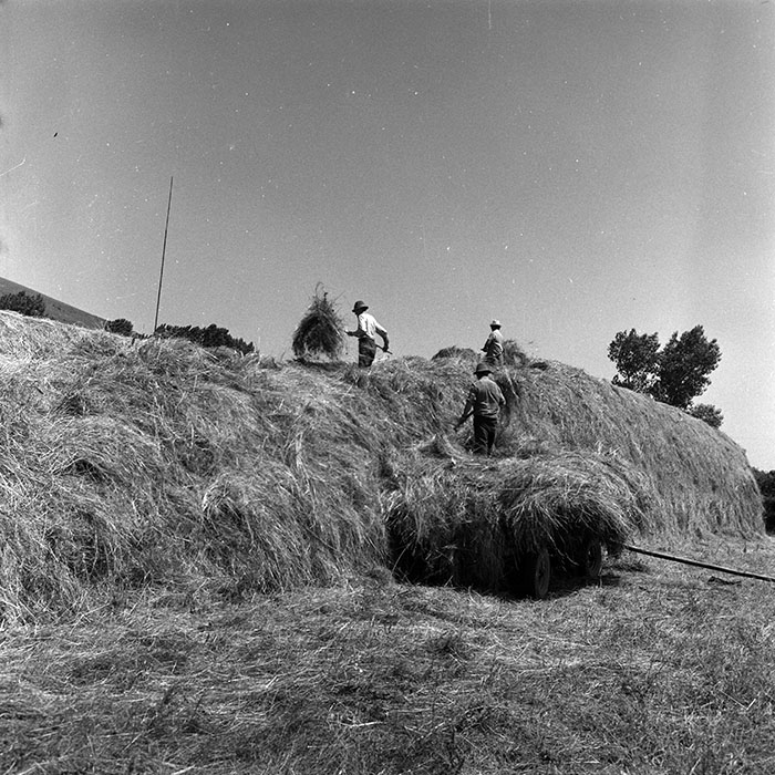 minerva_Agrar_c1_c4r3_034