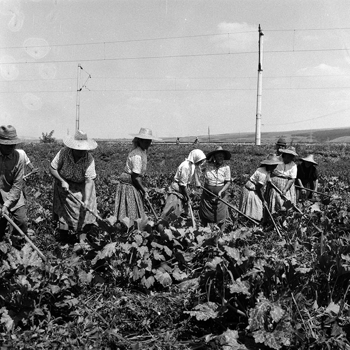 minerva_Agrar_c1_c4r4_003