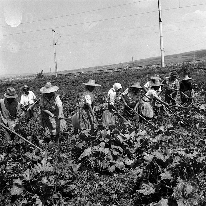 minerva_Agrar_c1_c4r4_004