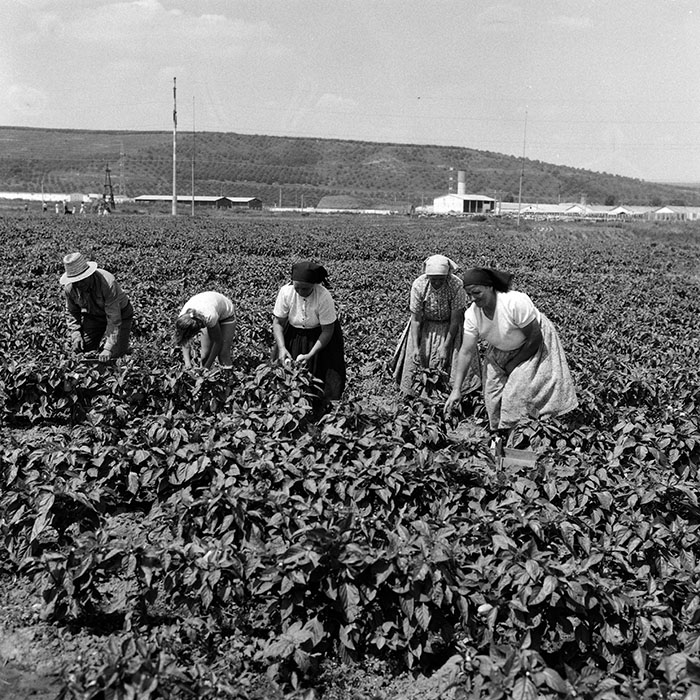 minerva_Agrar_c1_c4r4_005