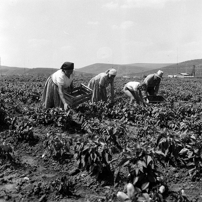 minerva_Agrar_c1_c4r4_006