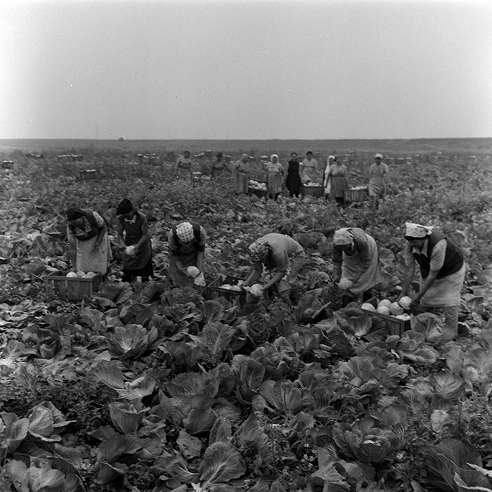 minerva_Agrar_c1_c4r4_013