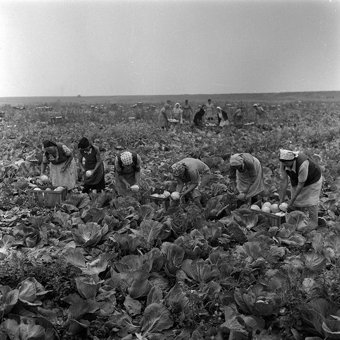 minerva_Agrar_c1_c4r4_014