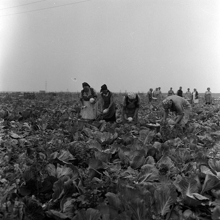 minerva_Agrar_c1_c4r4_015