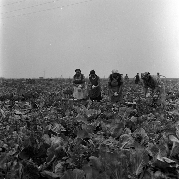 minerva_Agrar_c1_c4r4_016