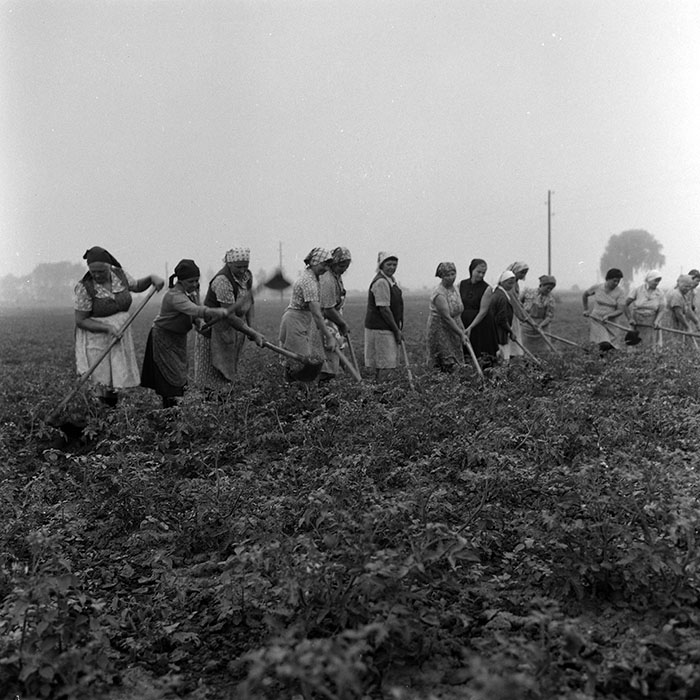 minerva_Agrar_c1_c4r4_017