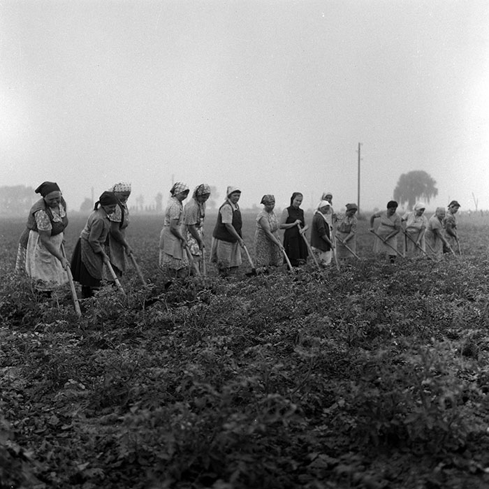 minerva_Agrar_c1_c4r4_018