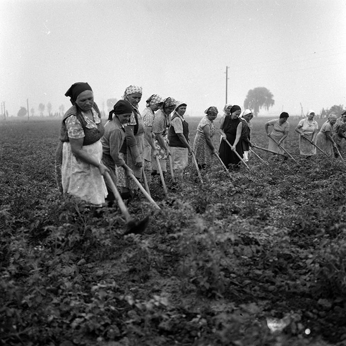 minerva_Agrar_c1_c4r4_019