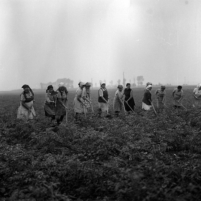 minerva_Agrar_c1_c4r4_020