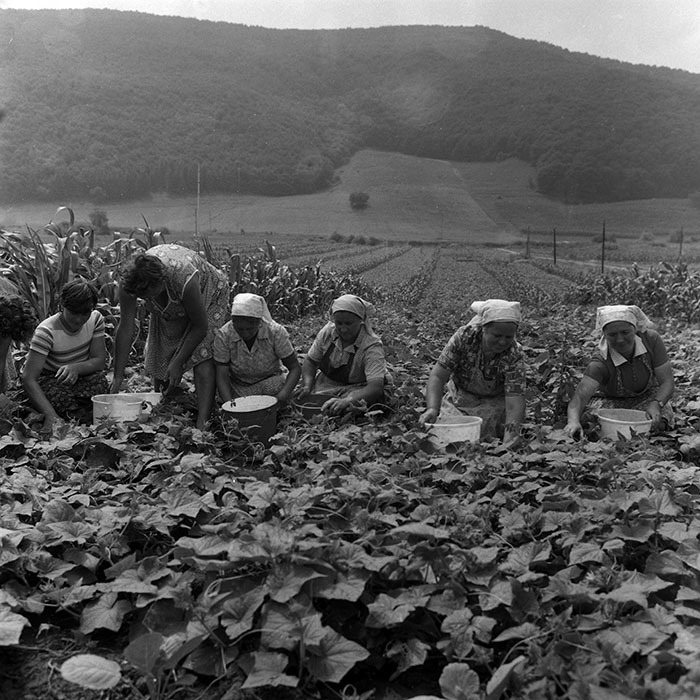 minerva_Agrar_c1_c5r1_034