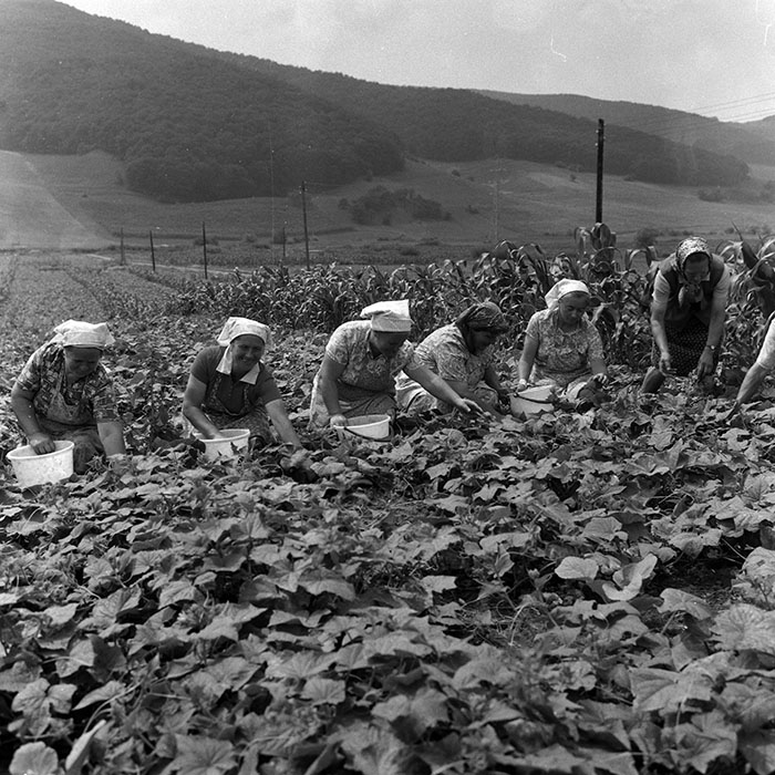 minerva_Agrar_c1_c5r1_035