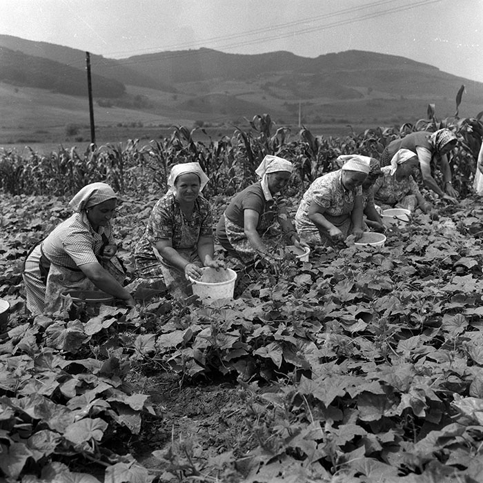 minerva_Agrar_c1_c5r1_036