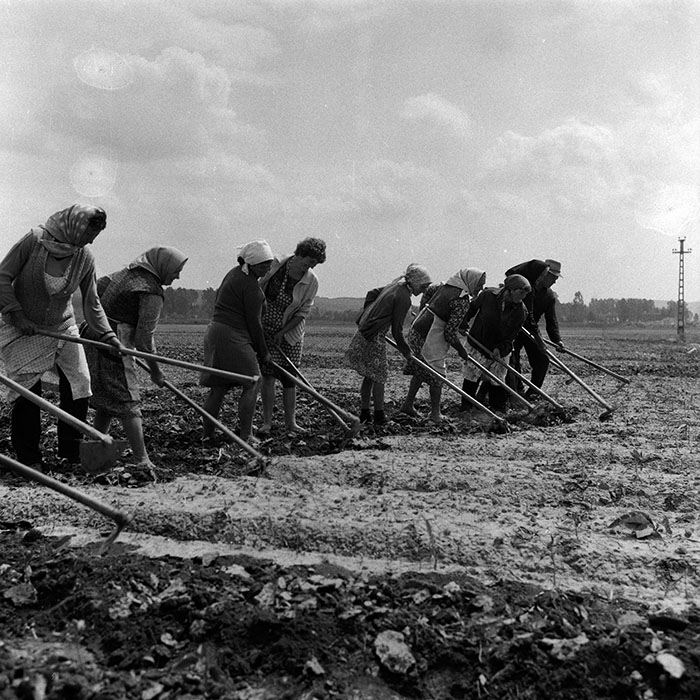 minerva_Agrar_c1_c5r2_008