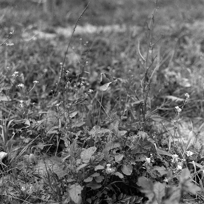 minerva_Agrar_c1_c5r2_009