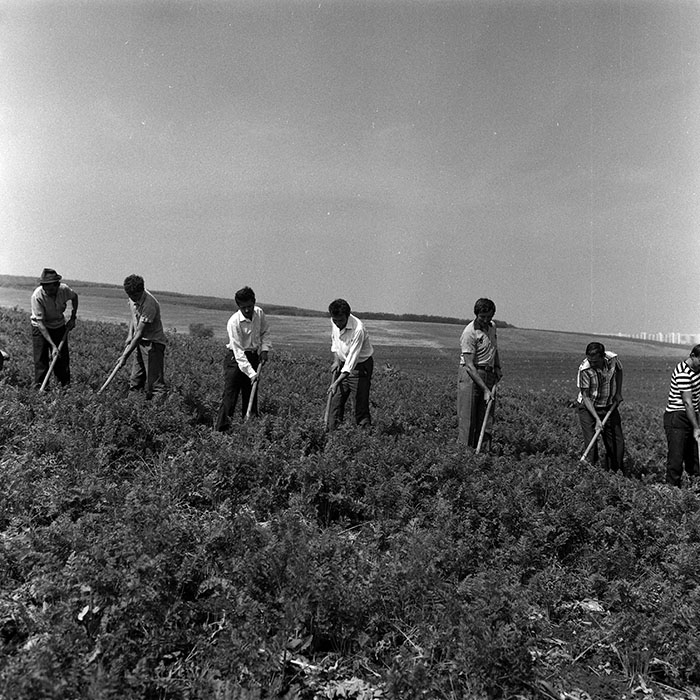 minerva_Agrar_c1_c5r2_016