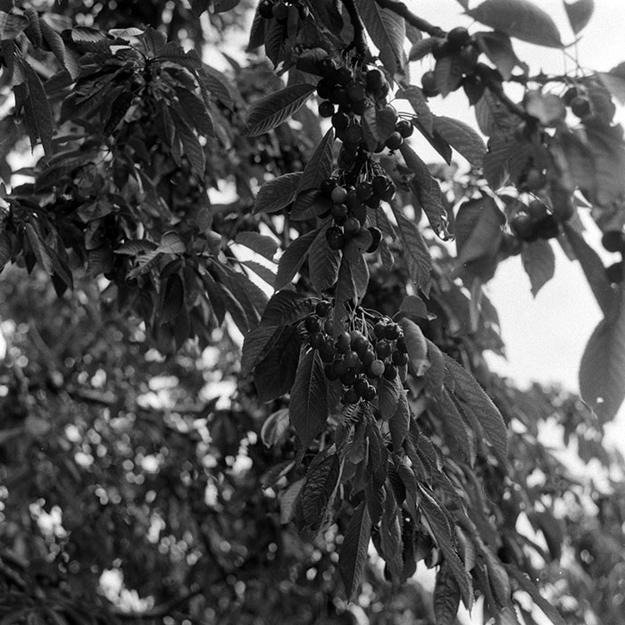 minerva_Agrar_c1_c5r3_008