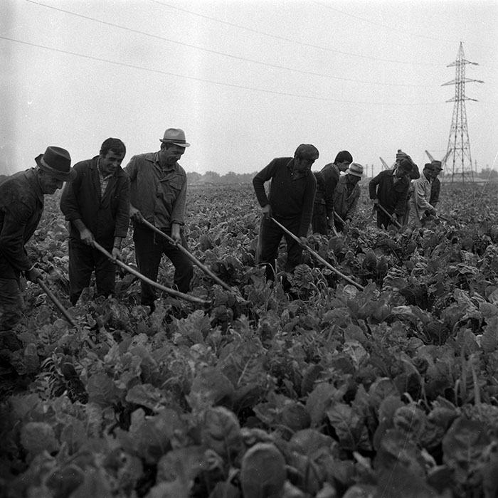 minerva_Agrar_c1_c5r4_001