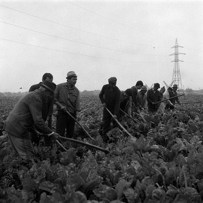 minerva_Agrar_c1_c5r4_002