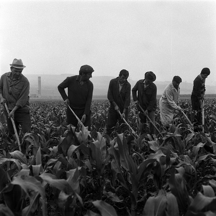 minerva_Agrar_c1_c5r4_004