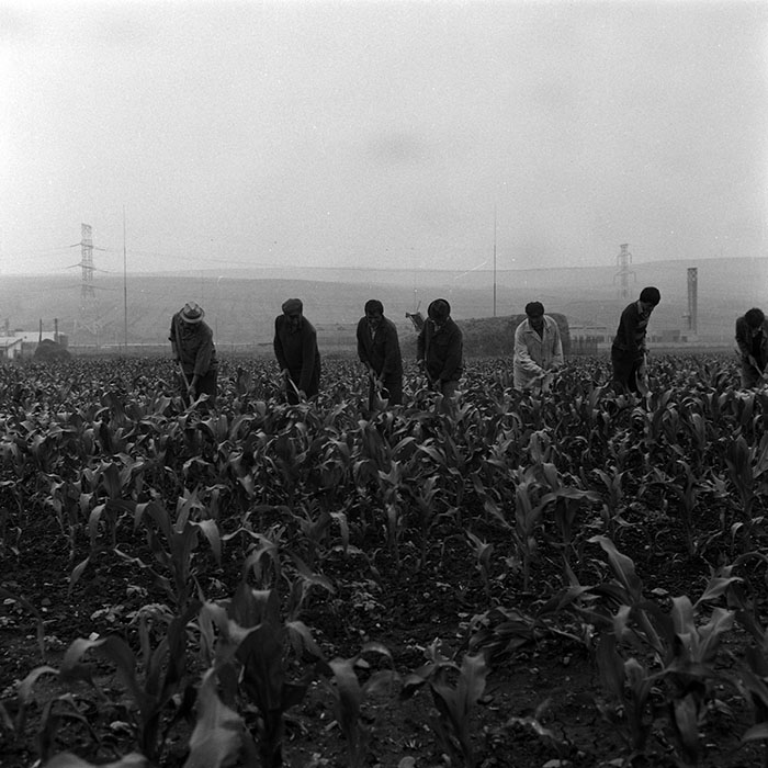 minerva_Agrar_c1_c5r4_005