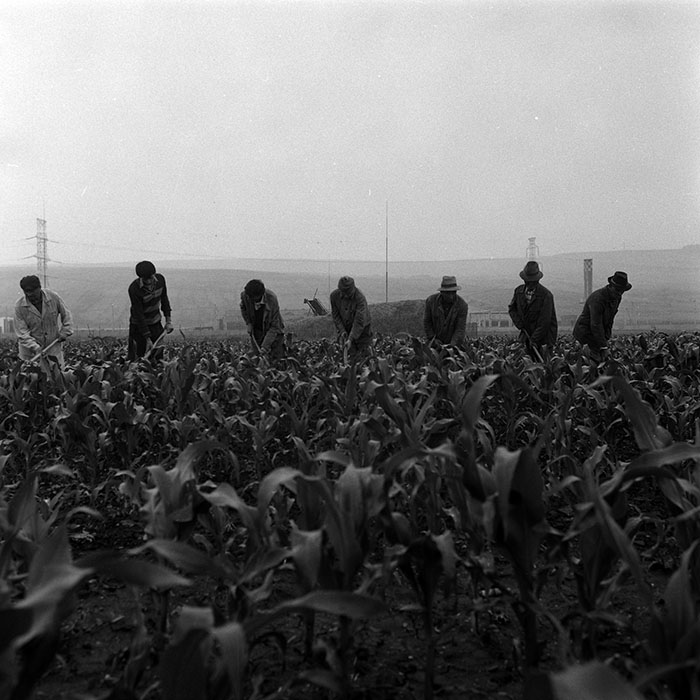 minerva_Agrar_c1_c5r4_006