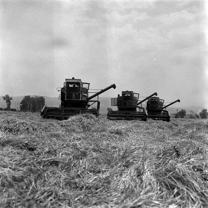 minerva_Agrar_c1_c5r5_003