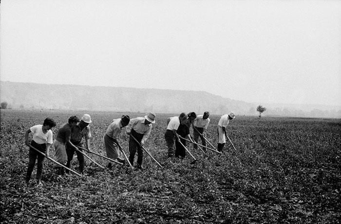 minerva_Agrar_c1_c5r5_045