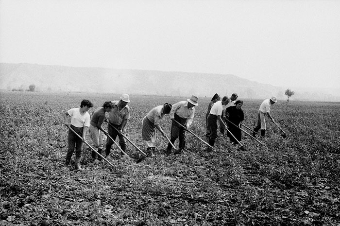 minerva_Agrar_c1_c5r5_046