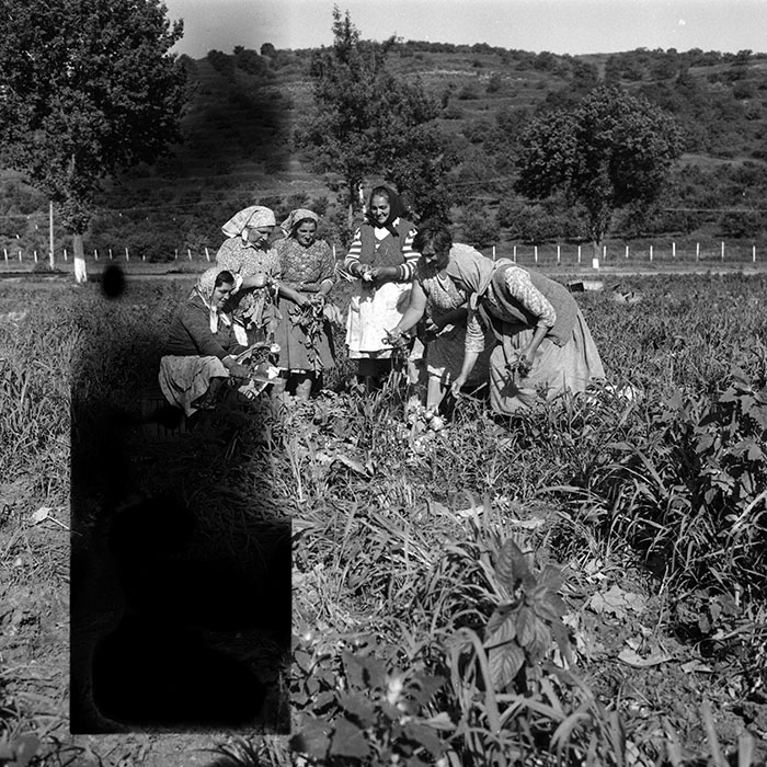 minerva_Agrar_c1_c6r1_001