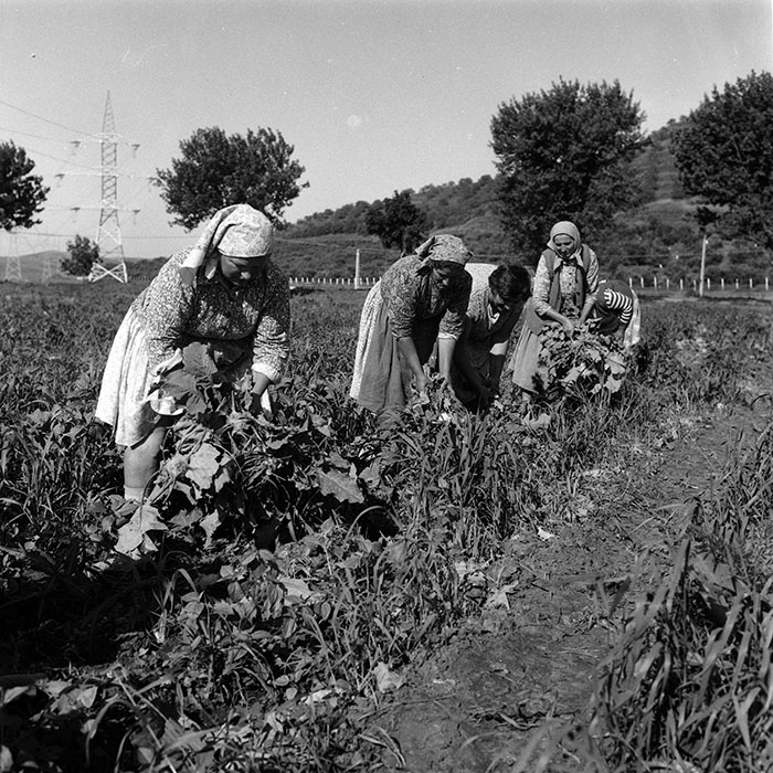 minerva_Agrar_c1_c6r1_003