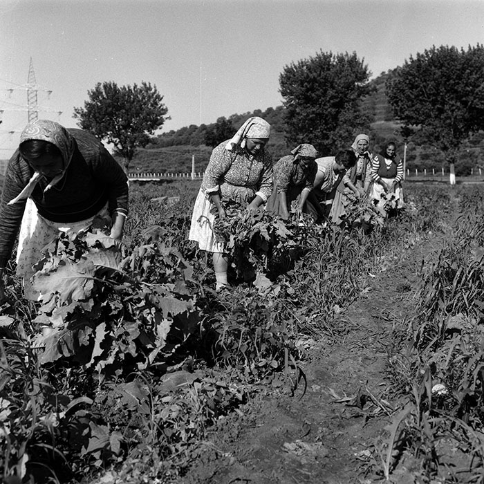 minerva_Agrar_c1_c6r1_004