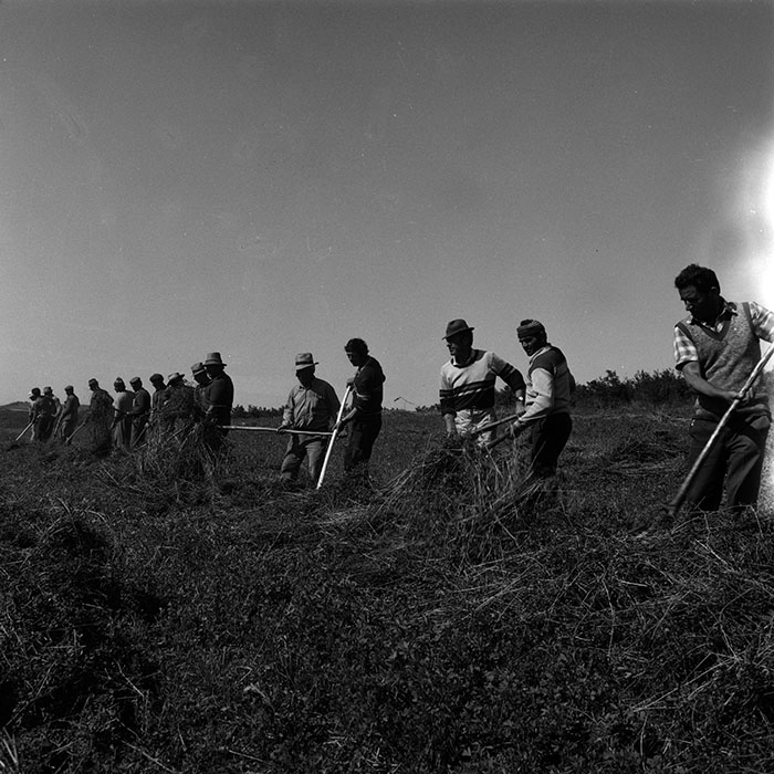 minerva_Agrar_c1_c6r1_008