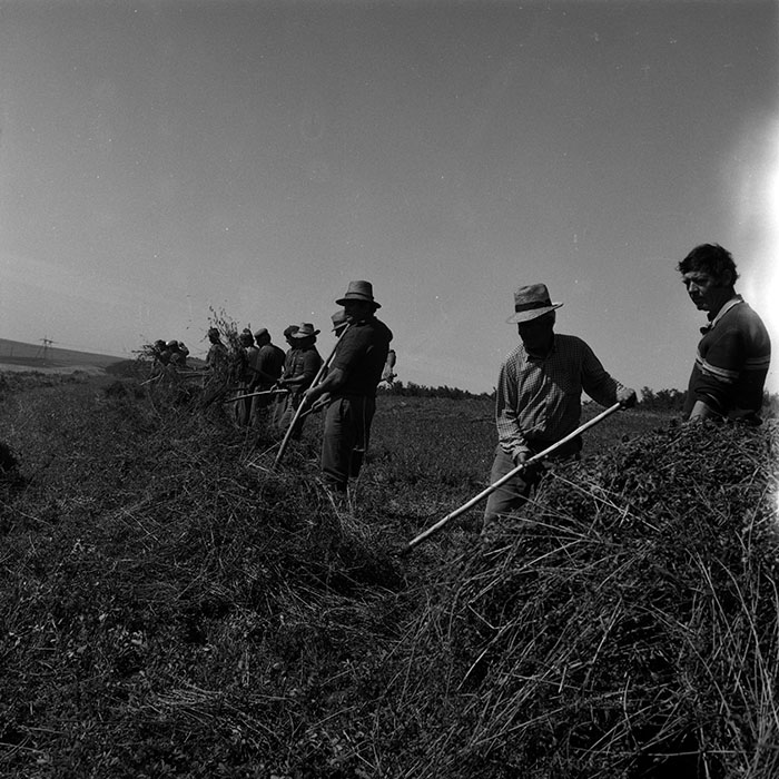 minerva_Agrar_c1_c6r1_009