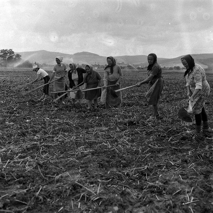 minerva_Agrar_c1_c6r2_009