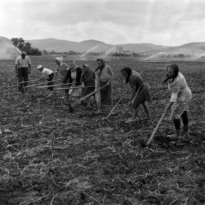 minerva_Agrar_c1_c6r2_010