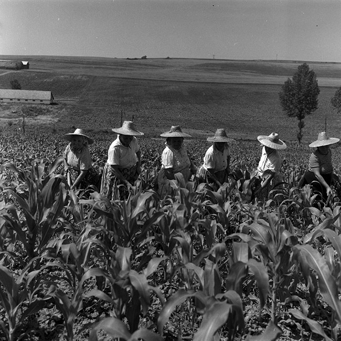 minerva_Agrar_c1_c6r3_006