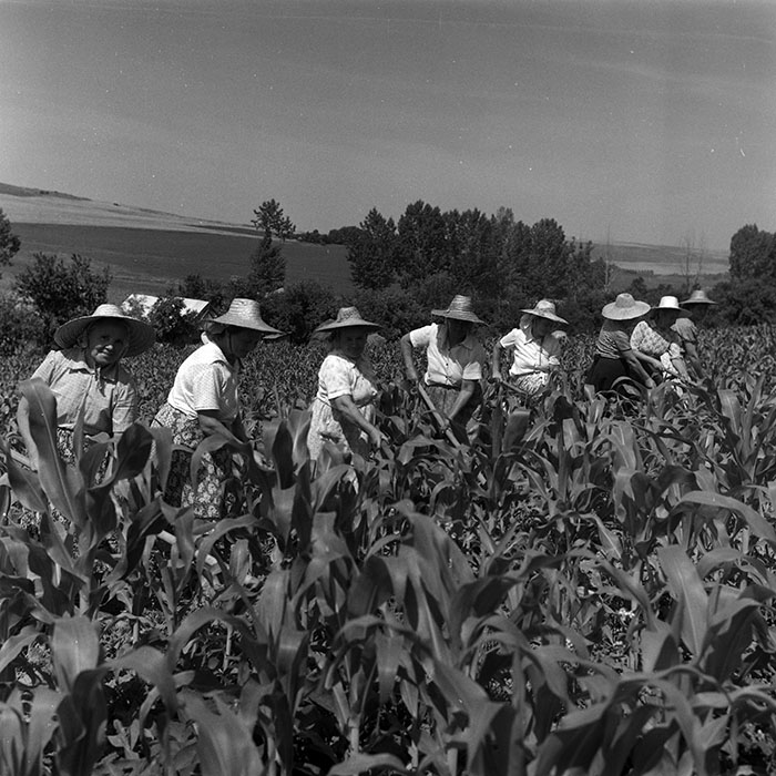 minerva_Agrar_c1_c6r3_007