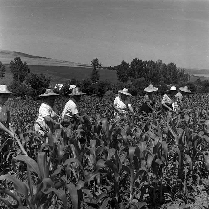 minerva_Agrar_c1_c6r3_008